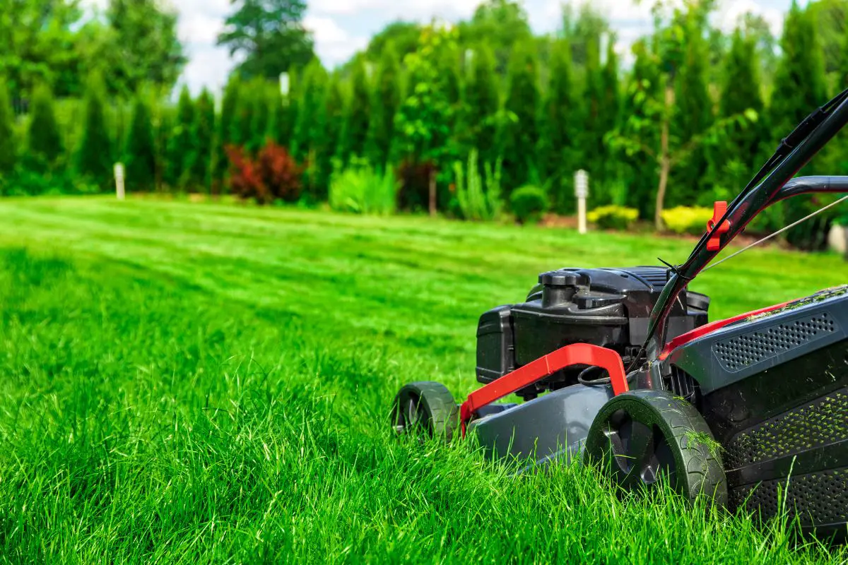 Can I Mow After Overseeding My Lawn?