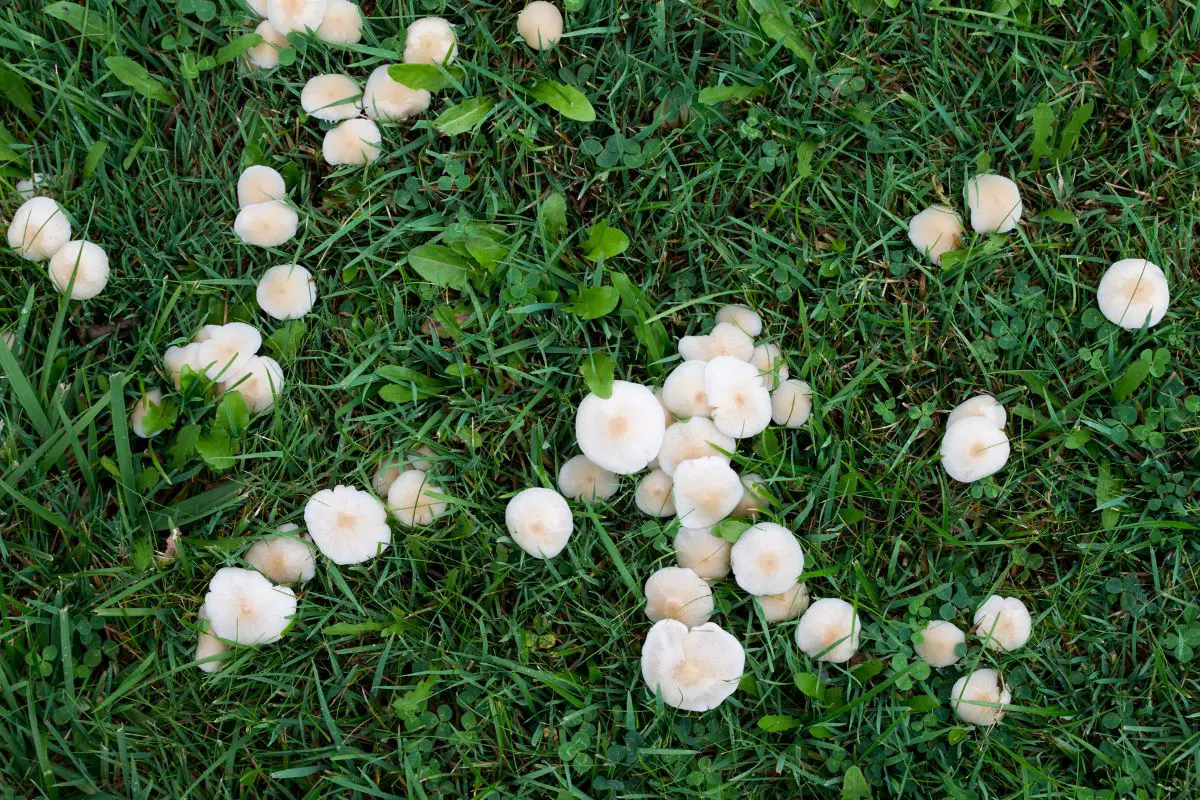How Do You Get Rid Of Mushrooms On Your Lawn
