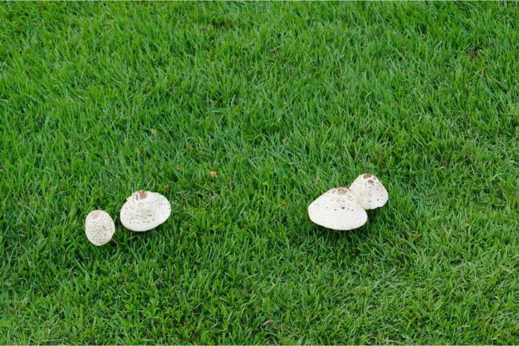 Removing Mushrooms From A Lawn